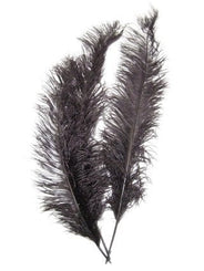 La plume de Pete