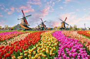 Soirée hollandaise