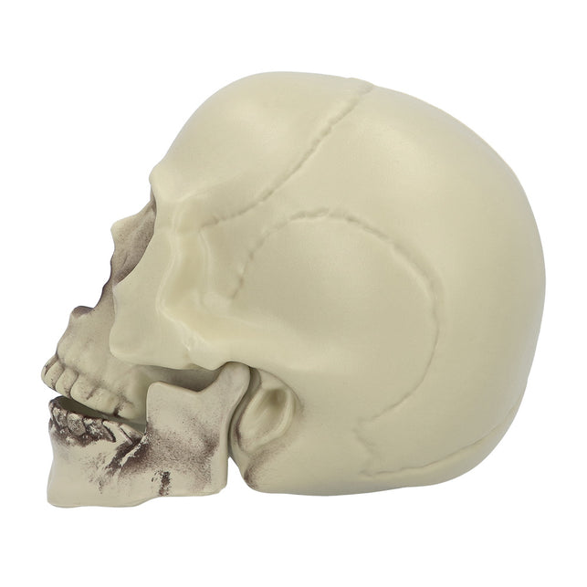 Schedel Whisperbone zijkant