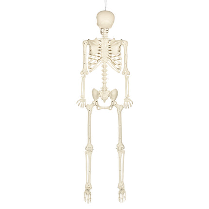 Achterkant van het hangende skelet skinny met schouderbladen en wervelkolom