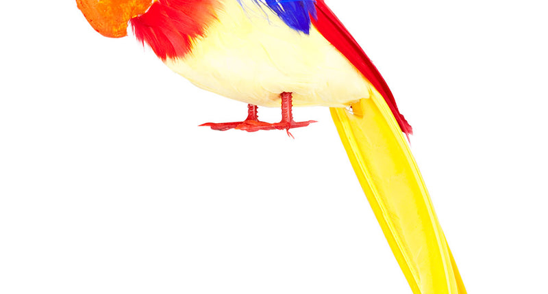 Boland Papegaai Tweets