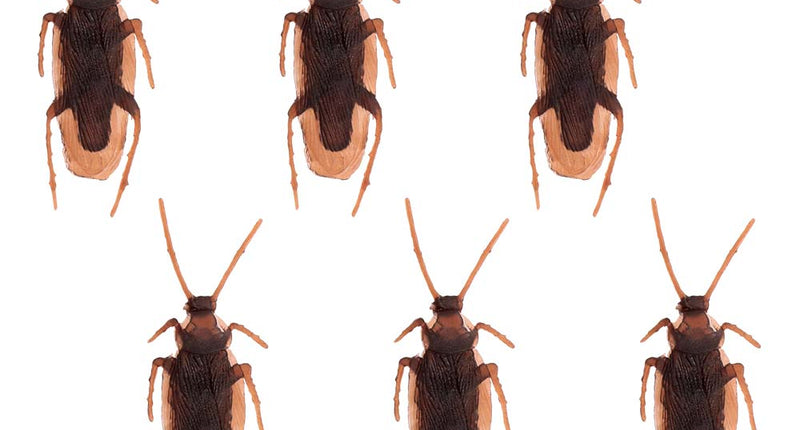 Boland Set 6 kakkerlakken