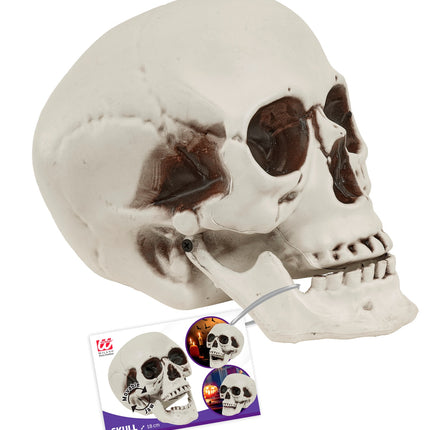 Detail van het draaipunt waarmee de onderkaak van de schedel beweegt