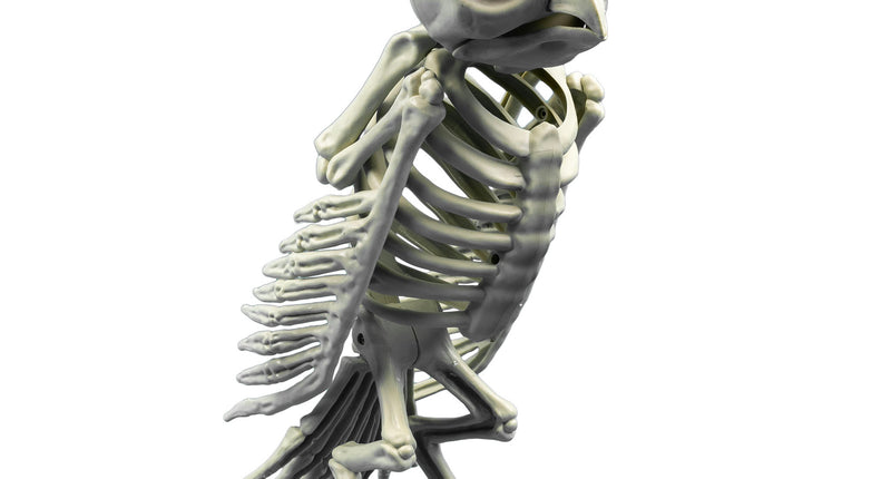 Funny Fashion Skelet uil decoratief Halloween