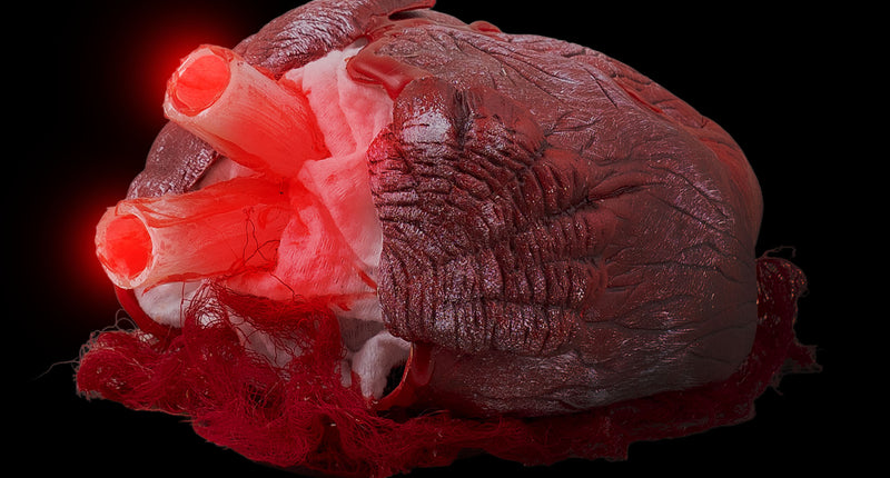 Kloppend bloederig hart animatronic met rood oplichtende slagaders in het donker voor Halloween
