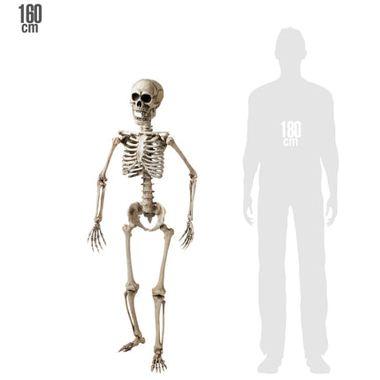 Nep skelet van 160 cm naast een silhouet van 180 cm als maatvergelijking