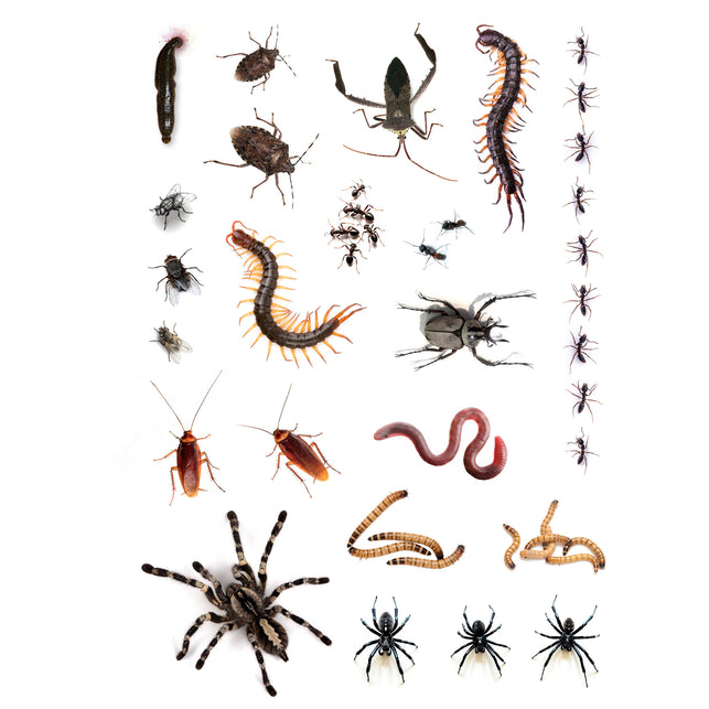 Vel tattoos dieren van 21 x 14,8 cm met spinnen, kakkerlakken, mieren, duizendpoten en wormen