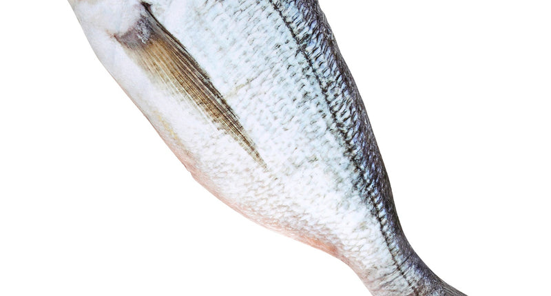 Widmann SRL Levensechte vis 55cm