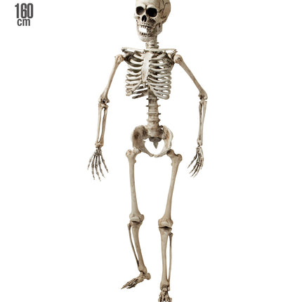 Widmann SRL Nep skelet van een volwassenen 160cm