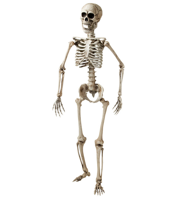 Widmann SRL Nep skelet van een volwassenen 160cm