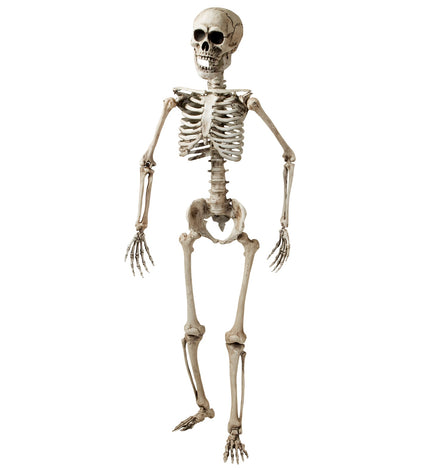 Widmann SRL Nep skelet van een volwassenen 160cm