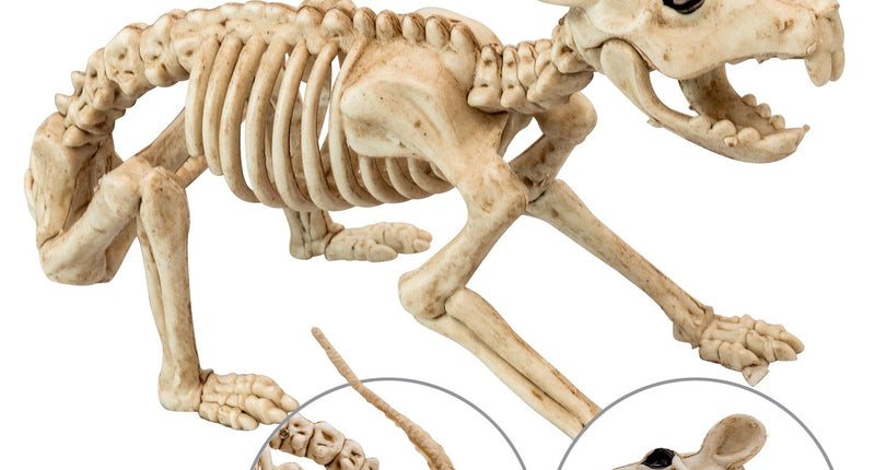 Widmann SRL Ratten skelet