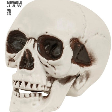 Widmann SRL Schedel met beweegbare kaak 28cm Evi