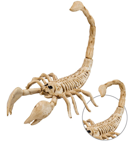 Widmann SRL Schorpioen skelet