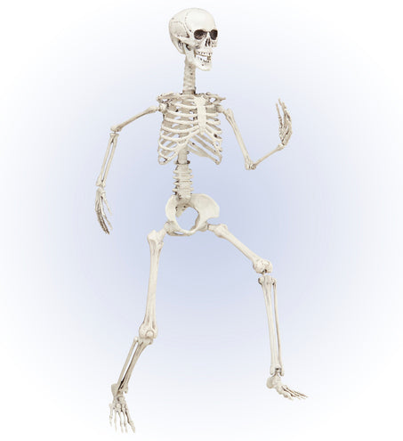 Widmann SRL Vorm baar skelet Halloween